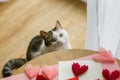 Cute cat looking at red and pink hearts on wooden table. Valentine holiday preparations with adorable kitty helper. Happy Royalty Free Stock Photo