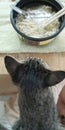 Cute cat looking to the food is noodle soup she want to eat my breakfast very exquisite, Macro photo top view focus select at cat