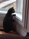 Cute cat looking window black white kitten Royalty Free Stock Photo