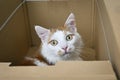 Cute Cat looks anxiously out of Cardboard Box. Royalty Free Stock Photo