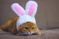 A cute cat looks into the camera in a rabbit costume. The cat sits on a pink background in a cute hat with rabbit ears. Royalty Free Stock Photo