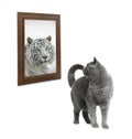 Cute cat looks like tiger into reflection of mirror on white background Royalty Free Stock Photo