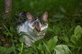 Cute cat lurking in grass. Natural light. Royalty Free Stock Photo