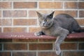 Cute cat lying on bench against brick wall Royalty Free Stock Photo