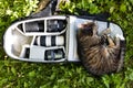 Cute cat lying down in bag containing camera Royalty Free Stock Photo