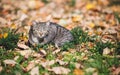 Cat lying in autumn leaves and looking at camera Royalty Free Stock Photo