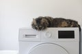 Cute cat lying down on the washing machine Royalty Free Stock Photo