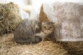 Cute cat lying on floor Royalty Free Stock Photo