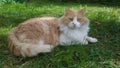 Cute cat lying on the green grass posing for the camera Royalty Free Stock Photo