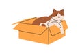 Cute cat lying inside cardboard box. Funny kitty relaxing in open carton package. Amusing sweet lovely feline animal on