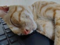 Cute cat is lying on the keyboard table Royalty Free Stock Photo