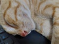 Cute cat is lying on the keyboard table Royalty Free Stock Photo