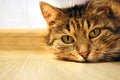 Cat lying on the floor, close up Royalty Free Stock Photo