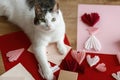 Cute cat lying at red and pink hearts, gift box, envelope, scissors and paper on wooden table. Valentine holiday preparations. Royalty Free Stock Photo