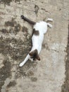Cute cat lying on the street Royalty Free Stock Photo