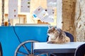 A cute cat lying on a table. Fast food cart