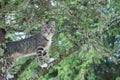 Cute cat is lying on the tree ,Little kitten on a branch ,Cute pets have three colors on a natural green background ,The eyes of m Royalty Free Stock Photo