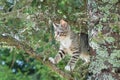 Cute cat is lying on the tree ,Little kitten on a branch ,Cute pets have three colors on a natural green background ,The eyes of m Royalty Free Stock Photo