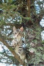 Cute cat is lying on the tree ,Little kitten on a branch ,Cute pets have three colors on a natural green background ,The eyes of m Royalty Free Stock Photo