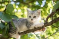 Cute cat is lying on the tree ,Little kitten on a branch a natural green background ,The eyes of mammals are looking Royalty Free Stock Photo