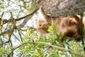 Cute cat is lying on the tree ,Little kitten on a branch ,Cute pets have ginger color on a natural green background Royalty Free Stock Photo