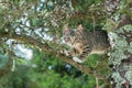 Cute cat is lying on the tree ,Little kitten on a branch ,Cute pets have three colors on a natural green background ,The eyes of m Royalty Free Stock Photo