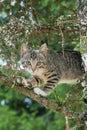 Cute cat is lying on the tree ,Little kitten on a branch ,Cute pets have three colors on a natural green background ,The eyes of m Royalty Free Stock Photo