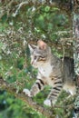 Cute cat is lying on the tree ,Little kitten on a branch ,Cute pets have three colors on a natural green background ,The eyes of m Royalty Free Stock Photo