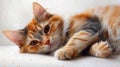 Cute Cat Lying on a White Surface with Relaxed Expression Royalty Free Stock Photo