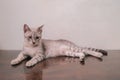 Cute cat lying on wooden table in living room Royalty Free Stock Photo