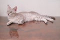 Cute cat lying on wooden table in living room Royalty Free Stock Photo