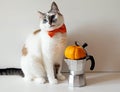 Cute cat with moka pot and pumpkins. Autumn cozy coffee concept