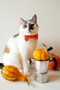 Cute cat with moka pot and pumpkins. Autumn cozy coffee concept