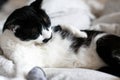 Cute cat with moustache grooming and playing with mouse toy on bed. Funny black and white kitty licking itself with pink tongue on Royalty Free Stock Photo