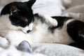 Cute cat with moustache grooming and playing with mouse toy on bed. Funny black and white kitty licking itself with pink tongue on Royalty Free Stock Photo