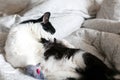 Cute cat with moustache grooming and playing with mouse toy on bed. Funny black and white kitty licking itself with pink tongue on Royalty Free Stock Photo