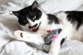 Cute cat with moustache grooming and playing with mouse toy on bed. Funny black and white kitty licking itself with pink tongue on Royalty Free Stock Photo