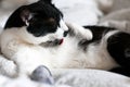 Cute cat with moustache grooming and playing with mouse toy on bed. Funny black and white kitty licking itself with pink tongue on Royalty Free Stock Photo