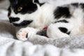 Cute  cat with moustache grooming and playing with mouse toy on bed. Funny black and white kitty paw closeup on stylish sheets. Royalty Free Stock Photo