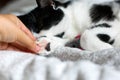 Cute  cat with moustache grooming and playing with mouse toy on bed. Hand holding funny black and white kitty paw closeup on Royalty Free Stock Photo