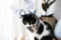 Cute cat with mustache sitting with bunny ears headband and relaxing at window. Funny black and white kitty with emotions in Royalty Free Stock Photo