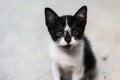 Cute cat Royalty Free Stock Photo