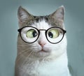 Cute cat in myopia glasses squinting close up funny portrait