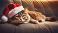 Cute cat n the sofa with red Christmas Santa hat, New Year holiday portrait Royalty Free Stock Photo