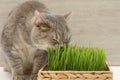 Cute cat near fresh green grass against wooden wall