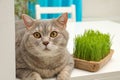 Cute cat near fresh green grass on white table indoors