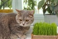 Cute cat near fresh green grass on windowsill indoors