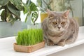 Cute cat near fresh green grass on windowsill indoors