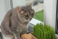 Cute cat near fresh green grass on windowsill indoors