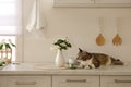 Cute cat near jasmine flowers on countertop